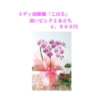 胡蝶蘭「こはる」淡いピンク2本立て
