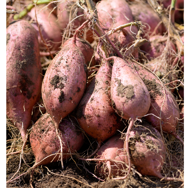 JA 鹿児島県経済連 ふるさと便」公式ブログ » 種子島産「安納芋」のご紹介
