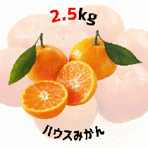 【早割5%OFF】鹿児島県産ハウスみかん 2.5kg (7月中旬より発送)