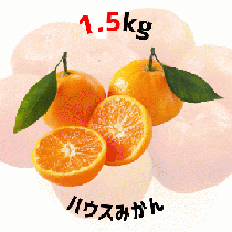 【早割5%OFF】鹿児島県産ハウスみかん 1.5kg (7月中旬より発送)