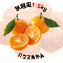 【早割5%OFF】鹿児島県産ハウスみかん(家庭用) 1.5kg (7月中旬より発送)
