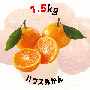 【早割5%OFF】鹿児島県産ハウスみかん 1.5kg (7月中旬より発送)