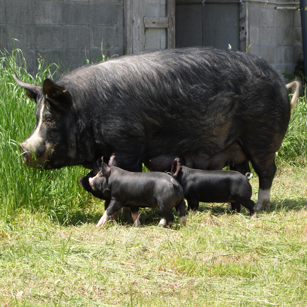 Ja鹿児島県経済連 ふるさと便 鹿児島黒豚バラ肉 肩ロース肉しゃぶしゃぶセット のページ Ja鹿児島県経済連 ふるさと便