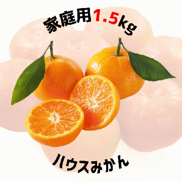 【早割5%OFF】鹿児島県産ハウスみかん(家庭用) 1.5kg (7月中旬より発送)