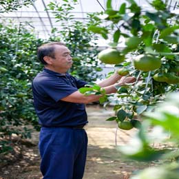 【早期割引】鹿児島県産　大将季　3kg