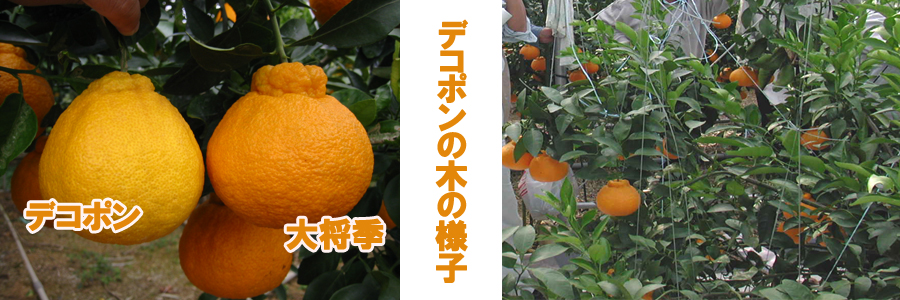 デコポンの木の様子