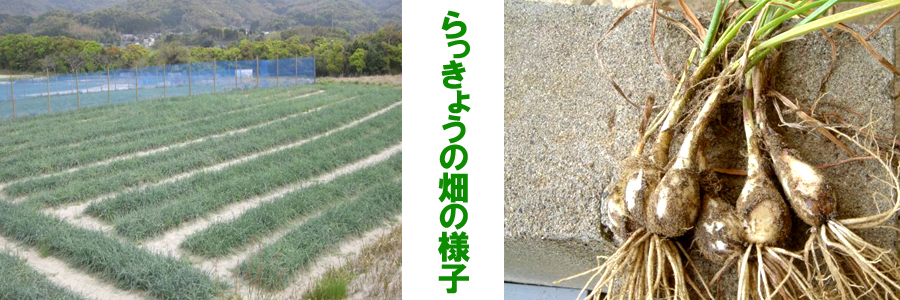 らっきょうの木の様子
