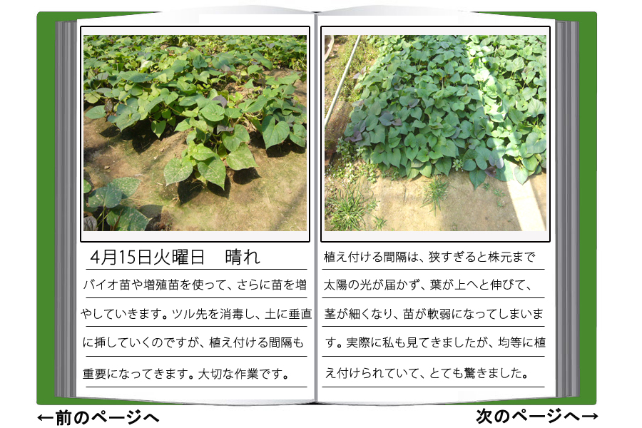 バイオ苗や増殖苗を使って、さらに苗を増やしていきます。ツル先を消毒し、土に垂直に挿していくのですが、植えつける間隔も重要になってきます。大切な作業です。植えつける間隔は、狭すぎると根元まで太陽の光届かず、葉が上へと伸びて、茎が細くなり、苗が軟弱になってしまいましす。実際に私も見てきましたが、均等に植え付けられていて、とても驚きました。