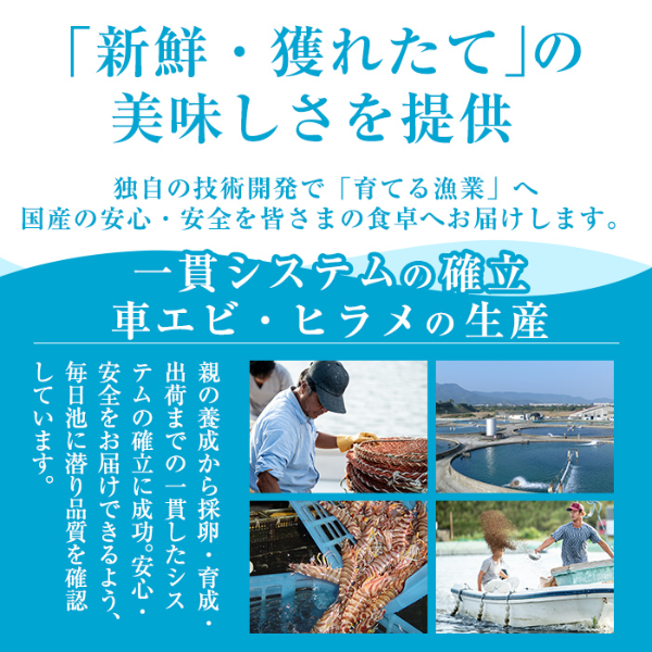雄大な桜島を望む錦江湾の海の恵みをいっぱいに受けて育った車海老