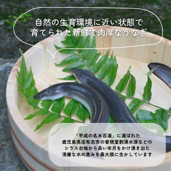 日本一のうなぎの生産量を誇る鹿児島県大隅半島(大崎町)で、温暖な気候と清涼な地下水で稚魚から育てられた活うなぎ